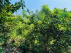 Land For Sale In  Horana