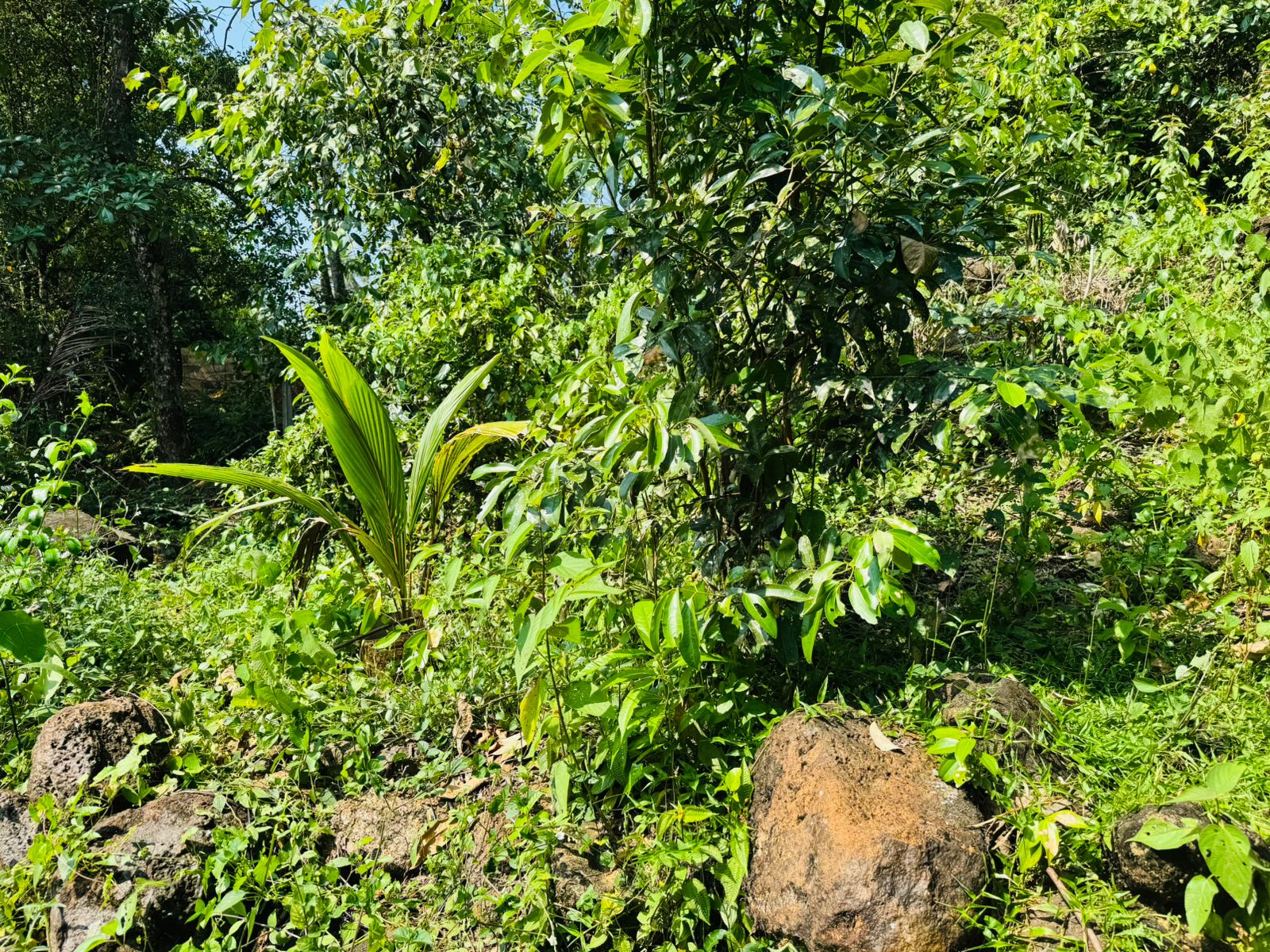 Land For Sale In  Horana