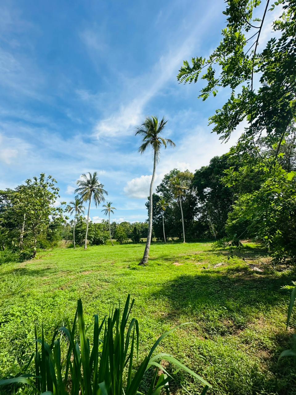 Land for Sale Pannala