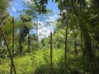Land for Sale Elpitiya