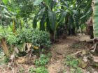 Land for Sale Elpitiya