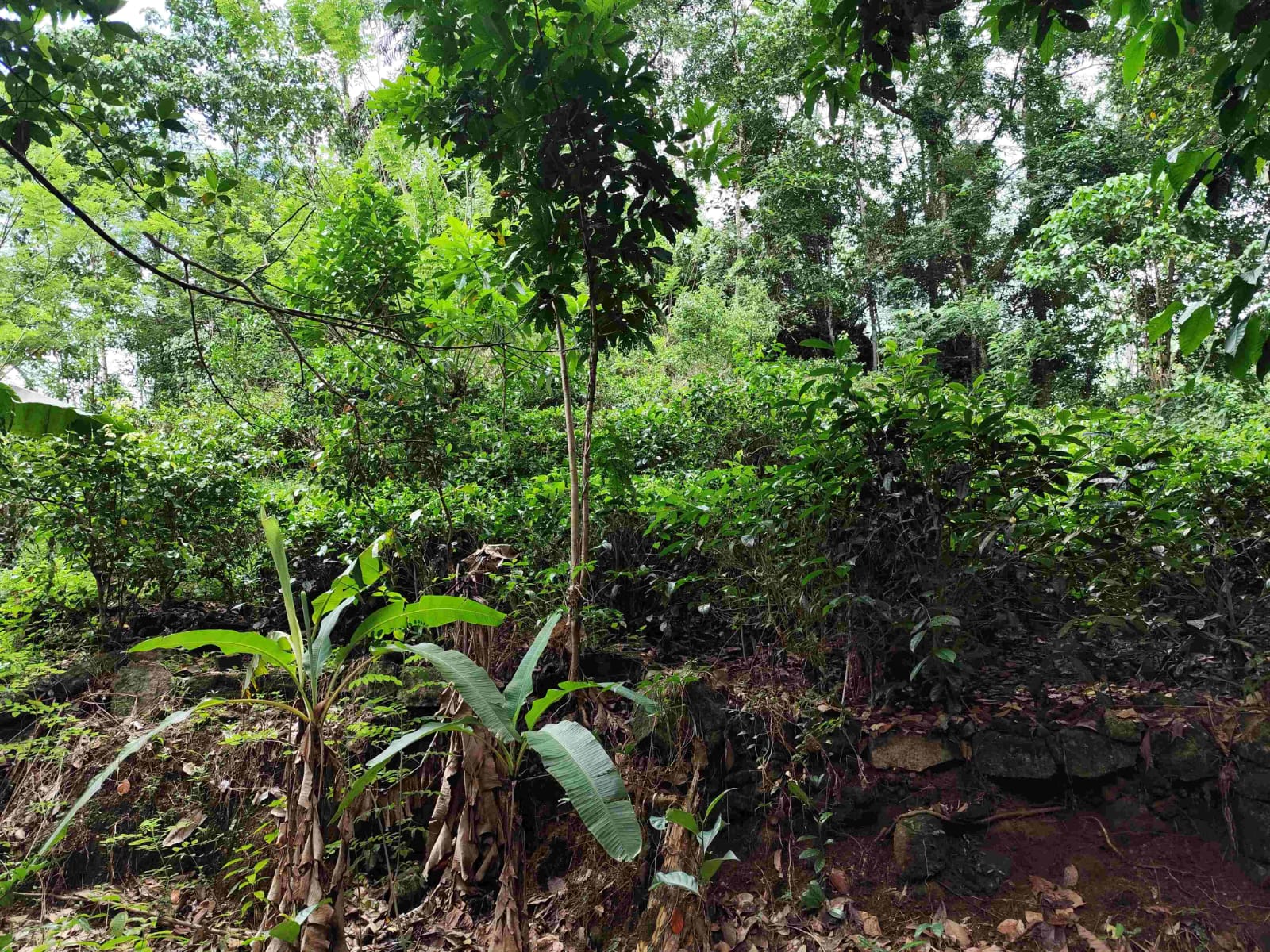 Land for Sale Elpitiya