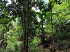 Land for Sale Elpitiya