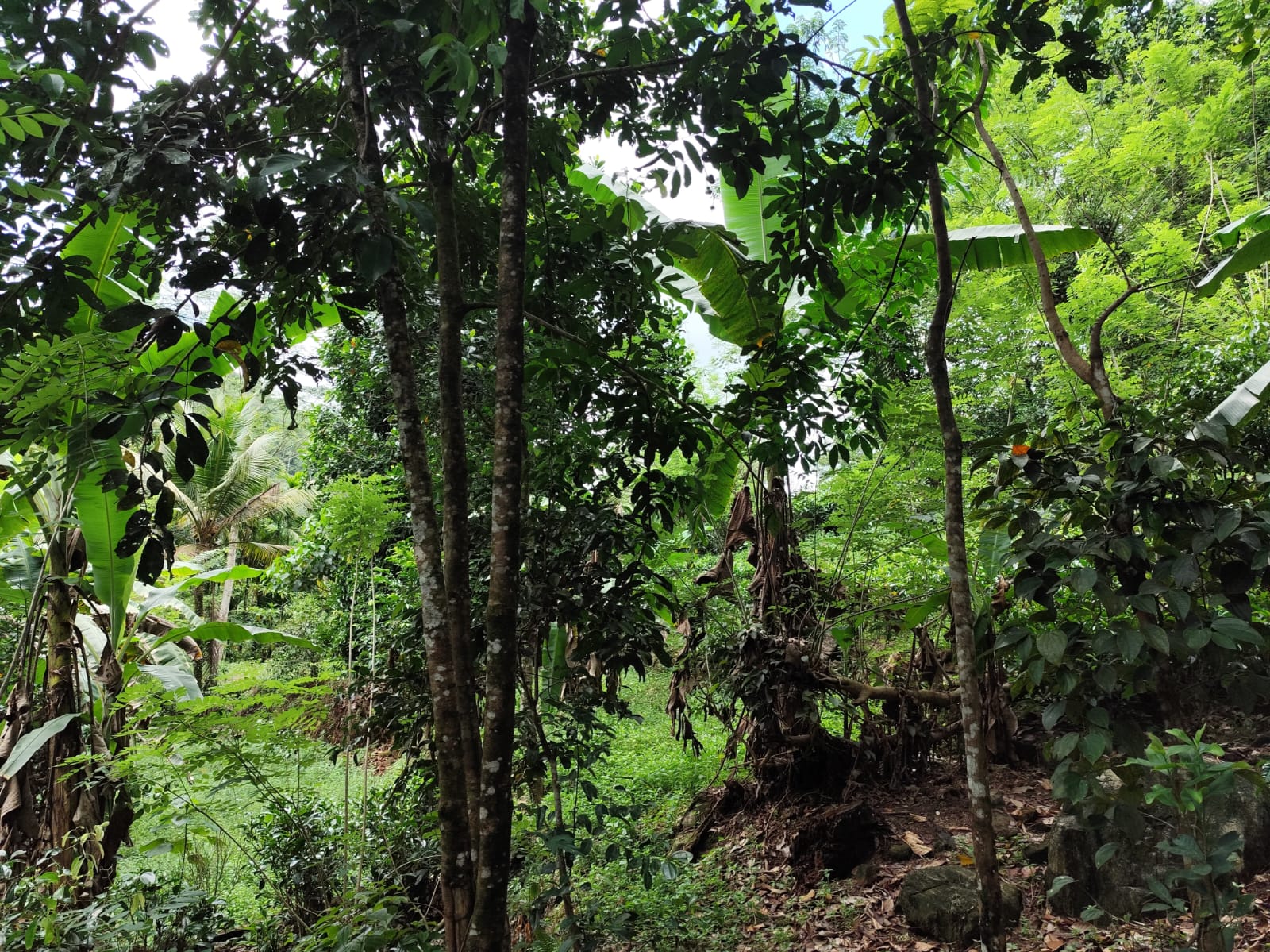 Land for Sale Elpitiya