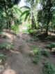 LAND WITH HOUSE FOR SALE IN KANDY