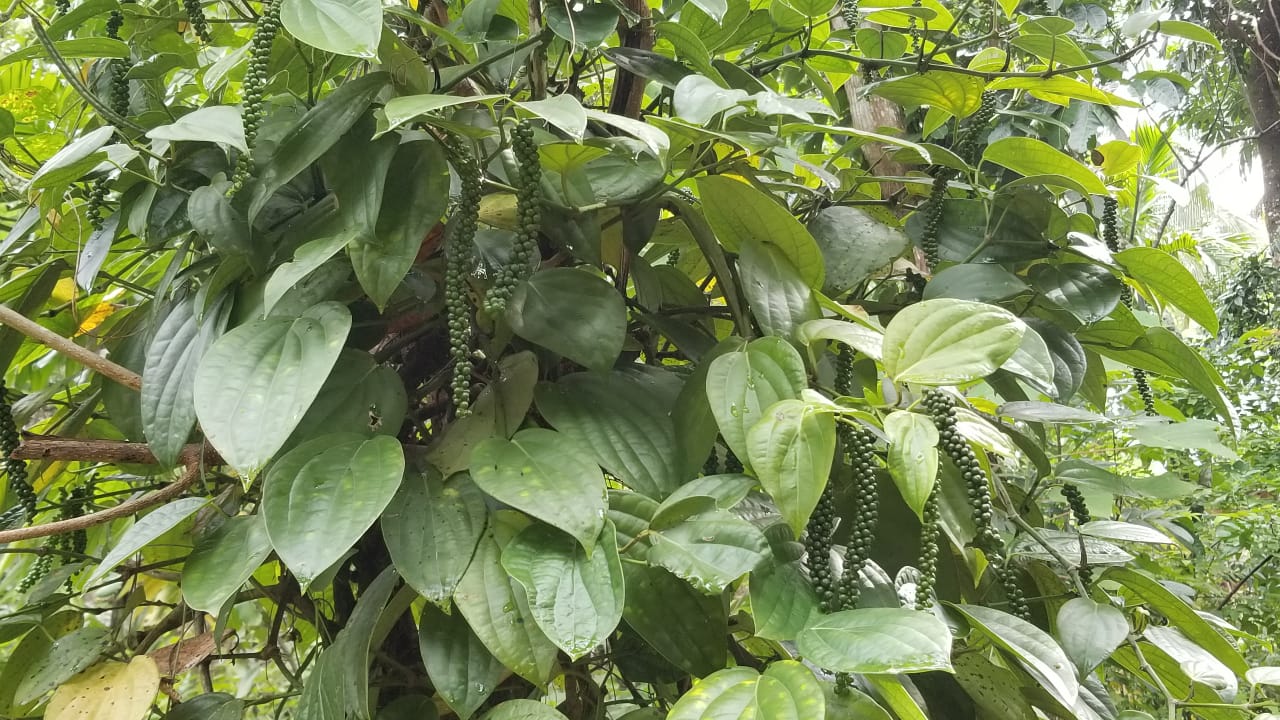 40-Acre Tropical Land  For Sell Galagedara