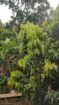 40-Acre Tropical Land  For Sell Galagedara