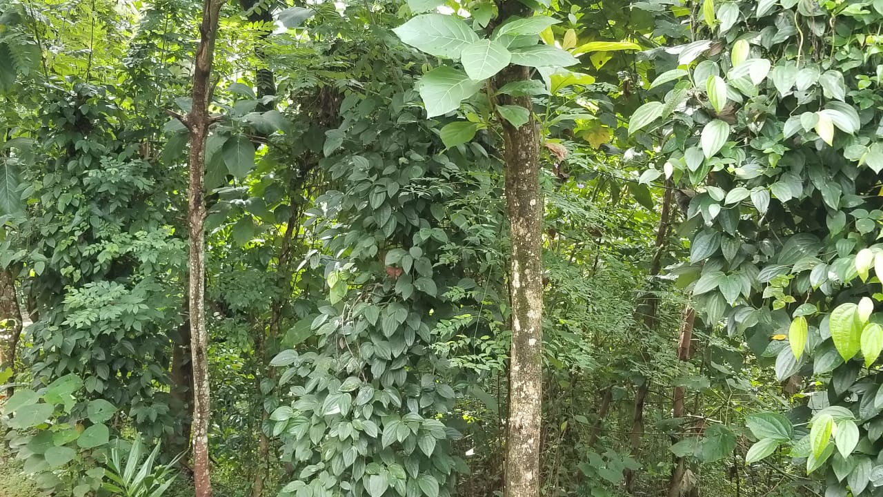 40-Acre Tropical Land  For Sell Galagedara