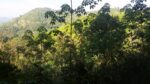 40-Acre Tropical Land  For Sell Galagedara