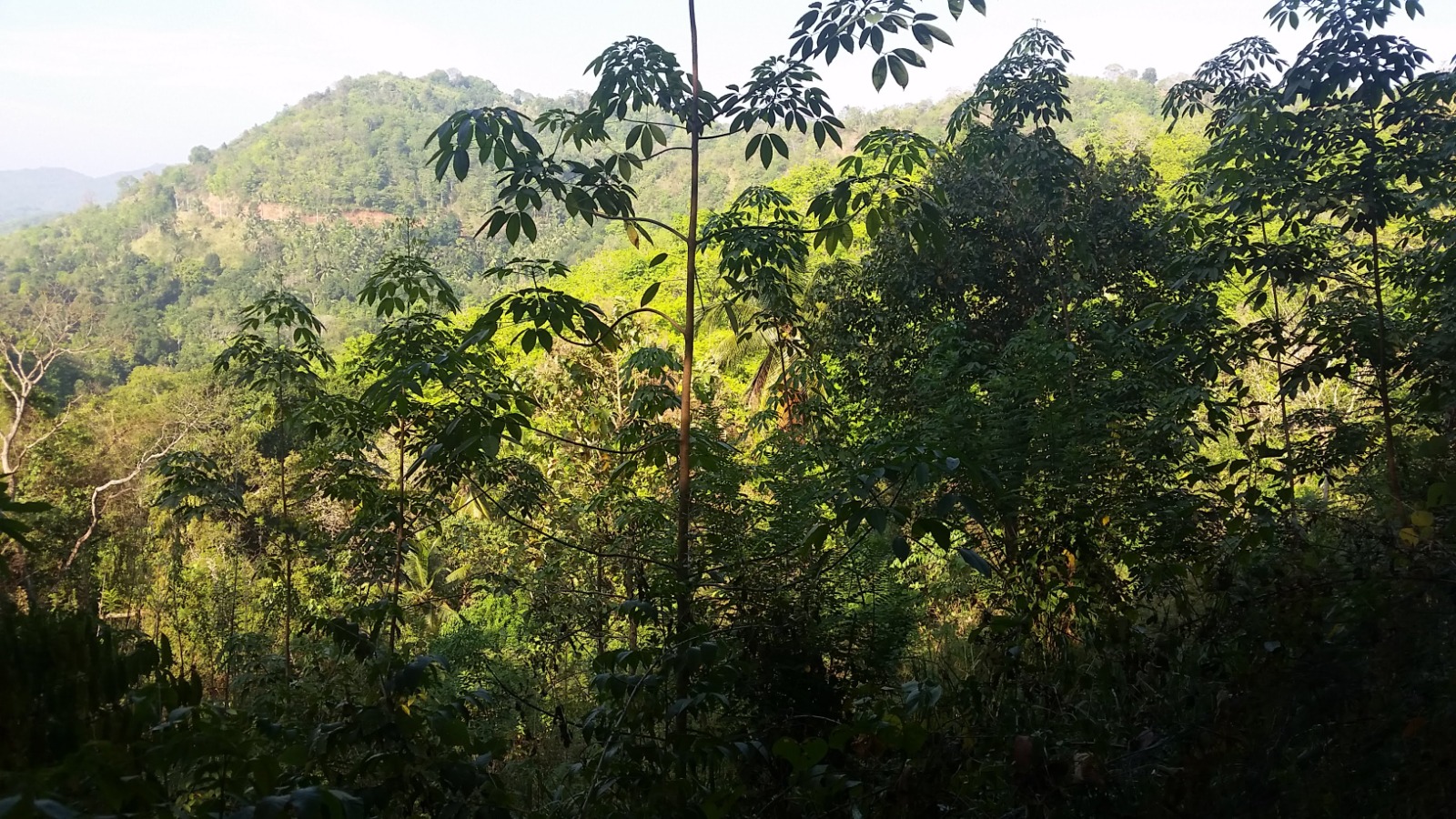 40-Acre Tropical Land  For Sell Galagedara