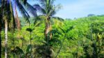 40-Acre Tropical Land  For Sell Galagedara