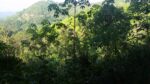 40-Acre Tropical Land  For Sell Galagedara