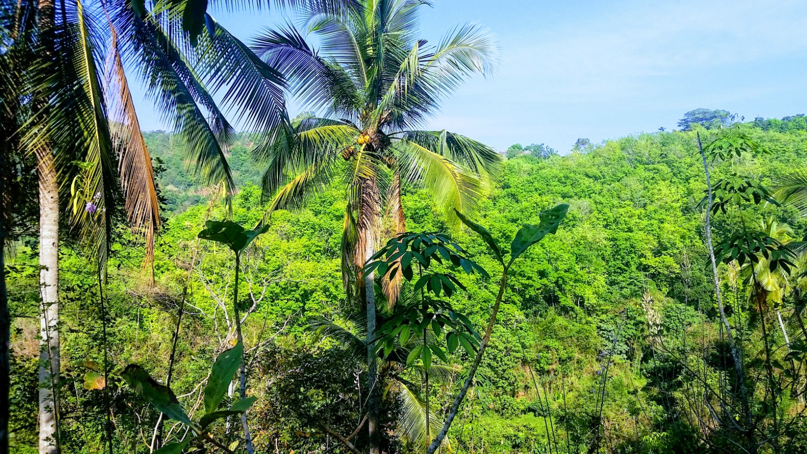 40-Acre Tropical Land  For Sell Galagedara