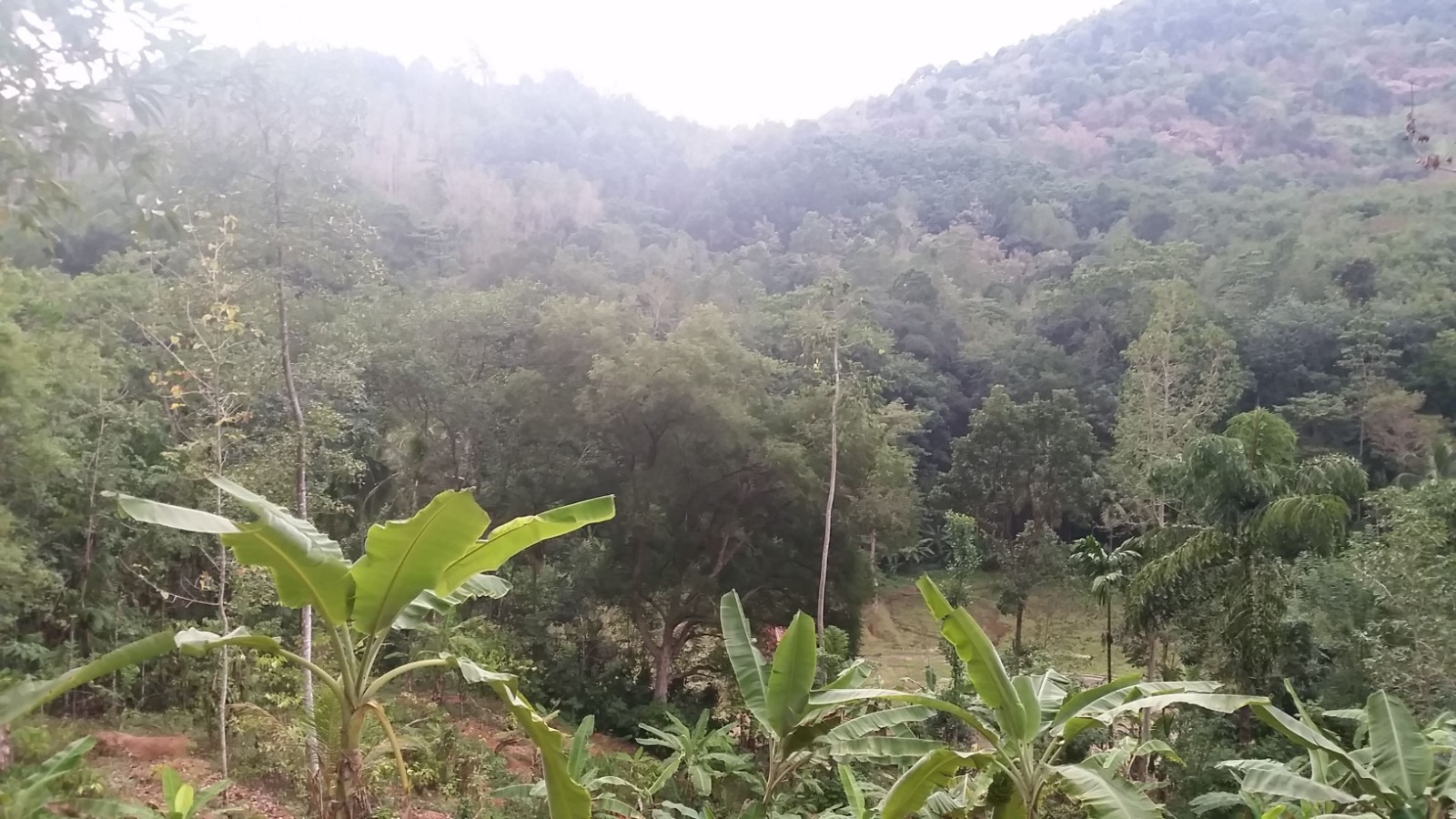 40-Acre Tropical Land  For Sell Galagedara