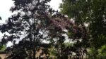 40-Acre Tropical Land  For Sell Galagedara