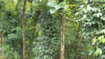 40-Acre Tropical Land  For Sell Galagedara