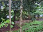 Land for Sale at Matale, Warakamura