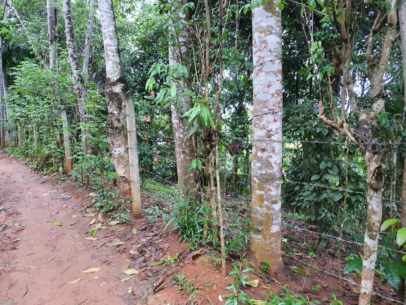 Land for Sale at Matale, Warakamura