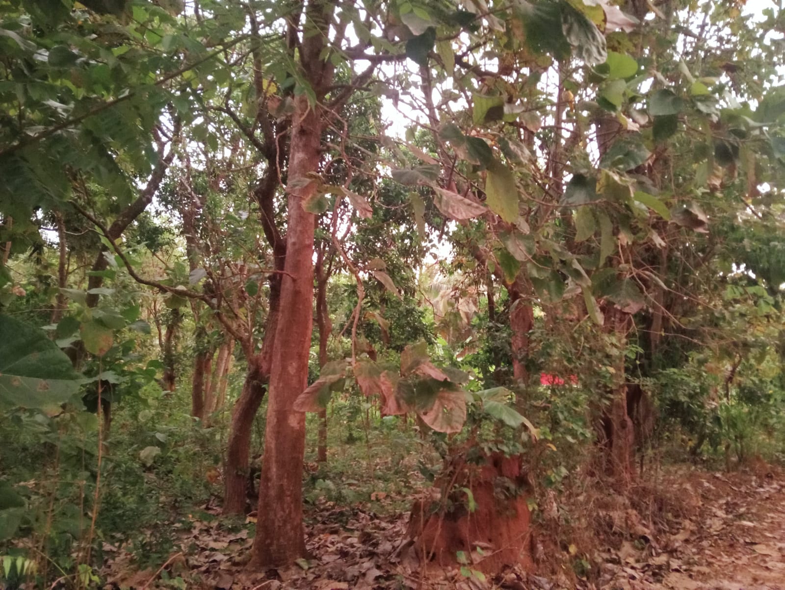 Land Sale in Kibissa