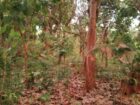 Land Sale in Kibissa