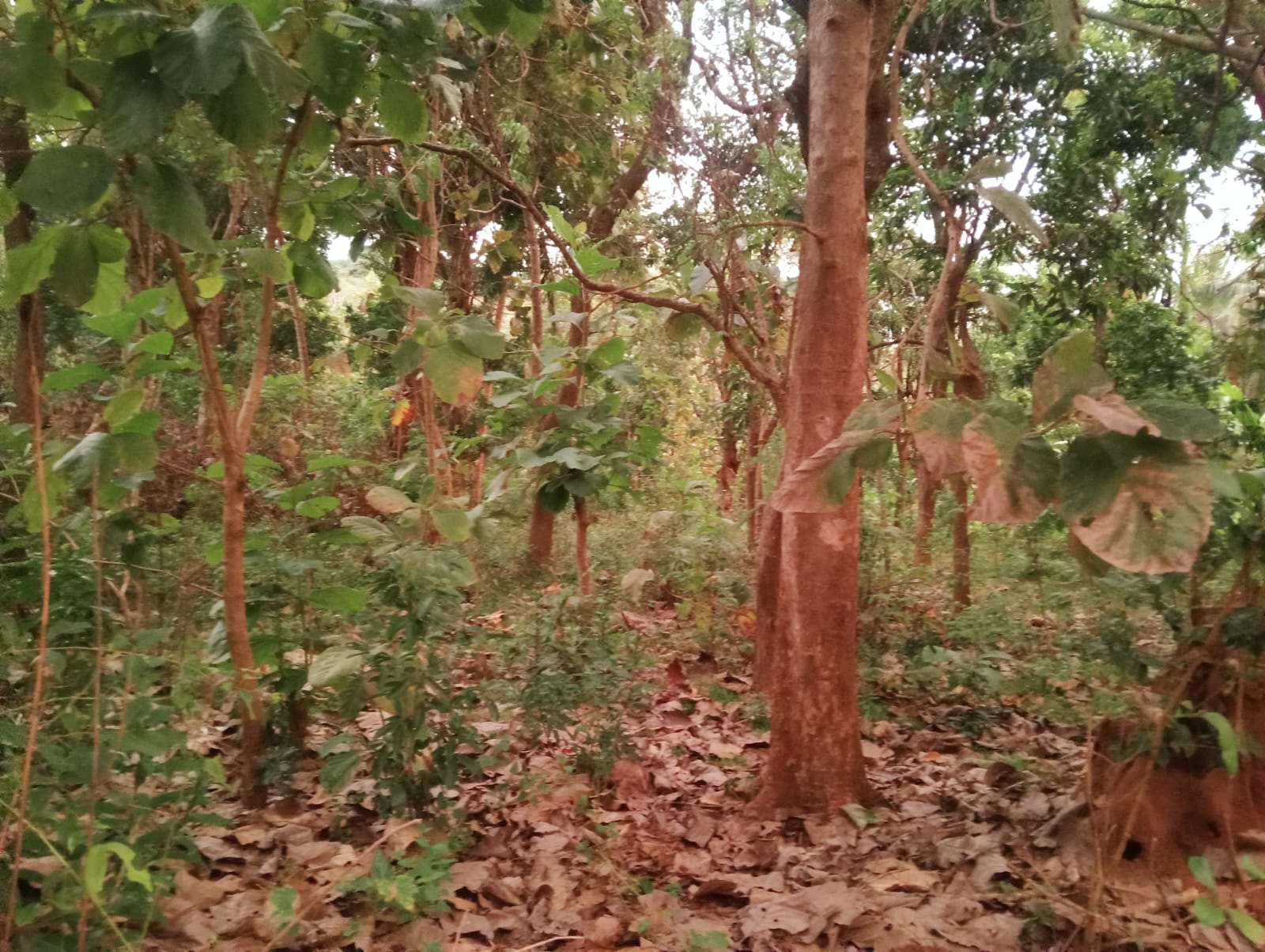Land Sale in Kibissa