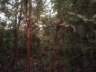 Land Sale in Kibissa