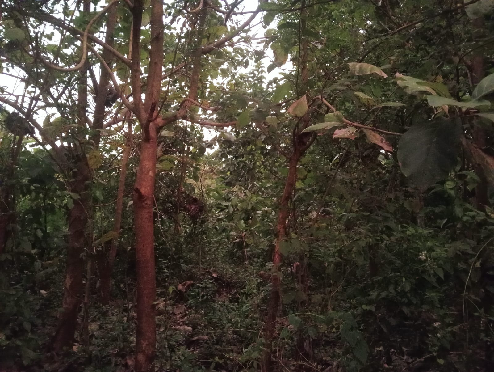 Land Sale in Kibissa