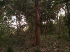 Land Sale in Kibissa