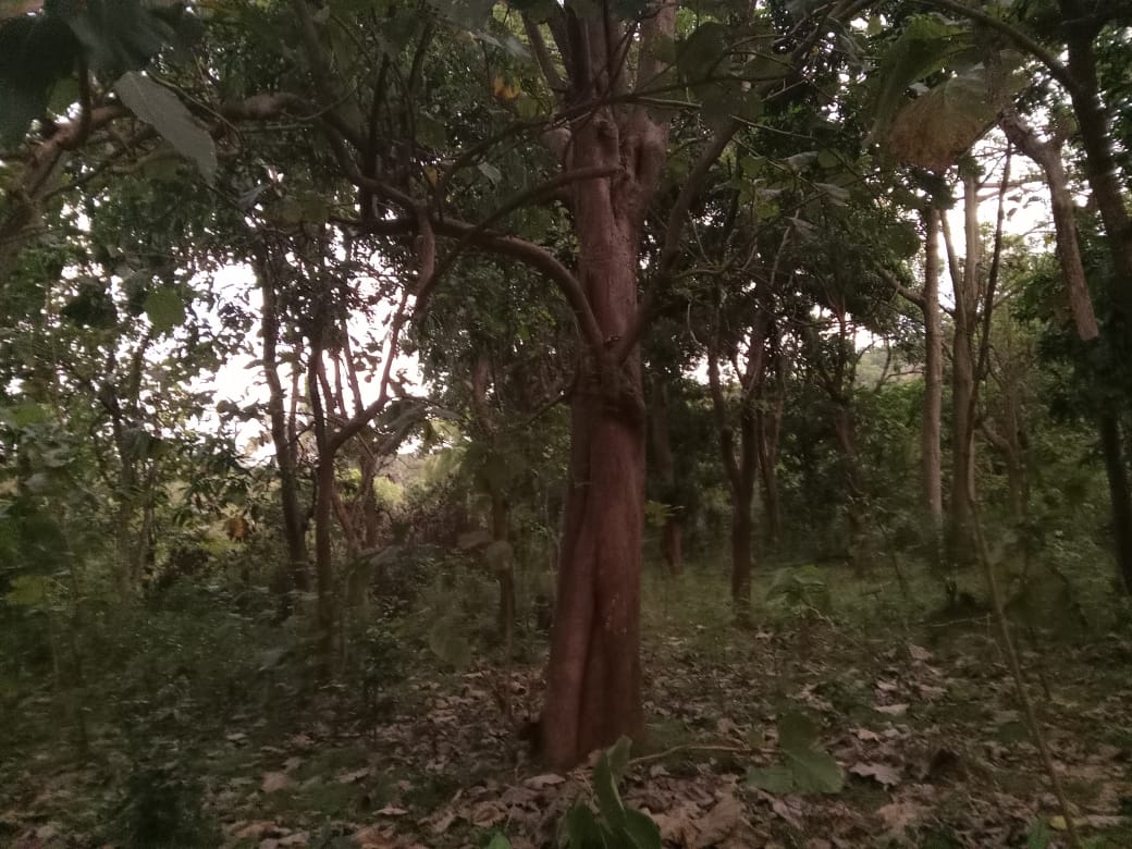 Land Sale in Kibissa