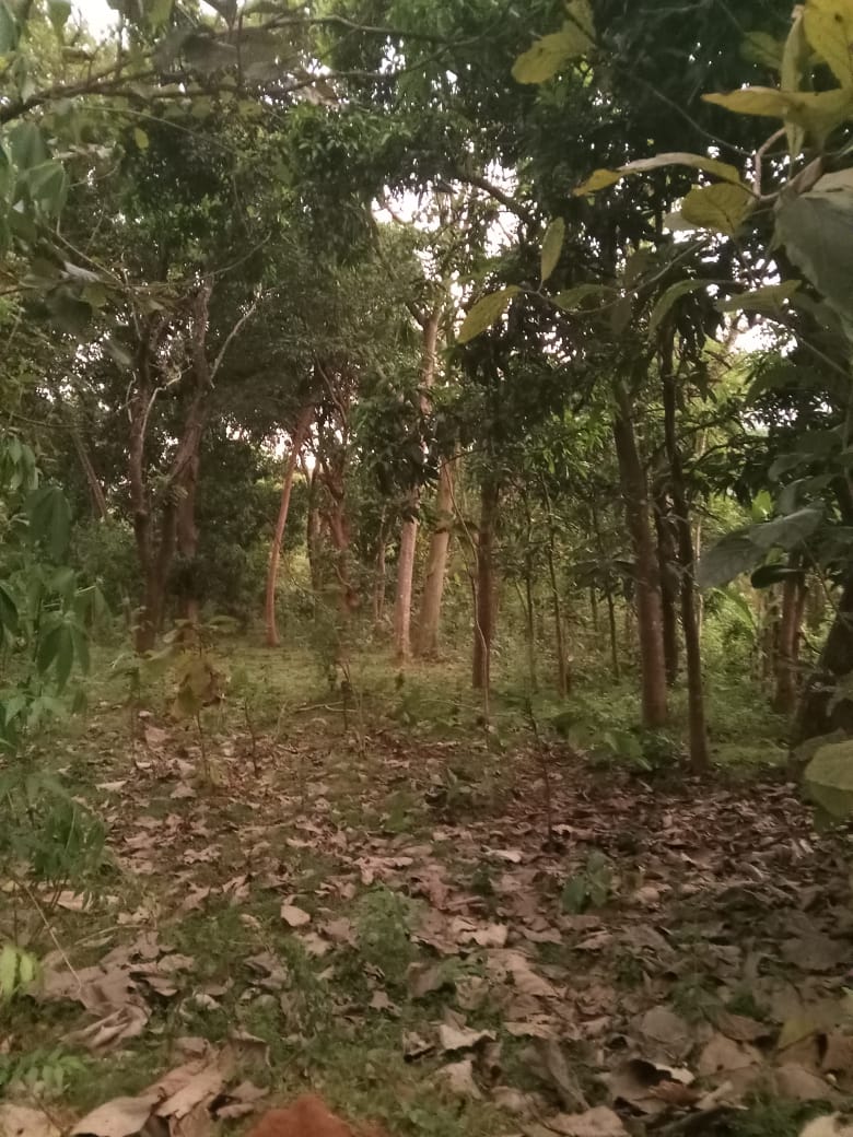 Land Sale in Kibissa