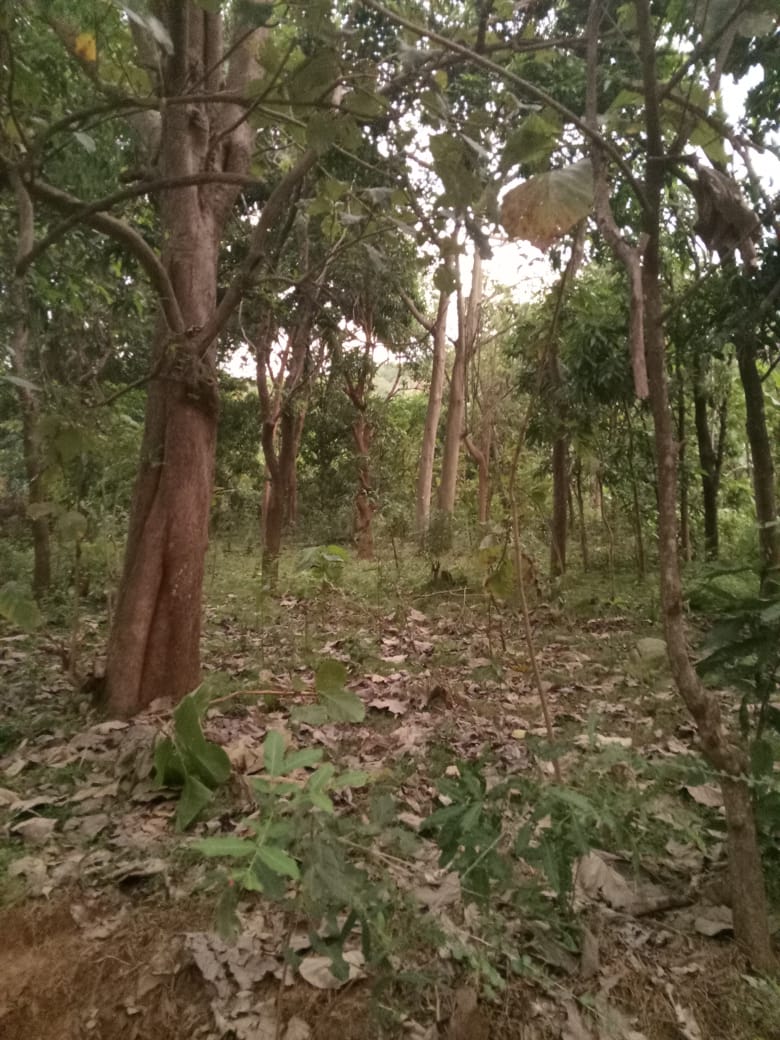 Land Sale in Kibissa