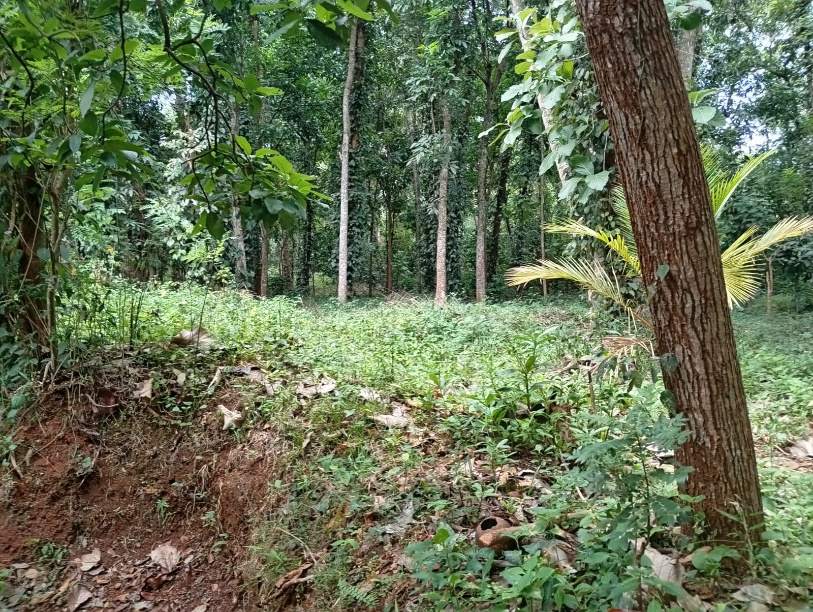 Land For Sale In Matale madawala ulpatha