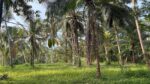 Land for Sale in Radawana