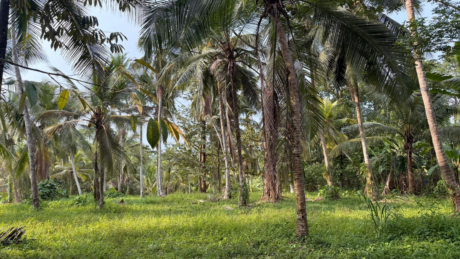 Land for Sale in Radawana