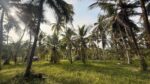 Land for Sale in Radawana