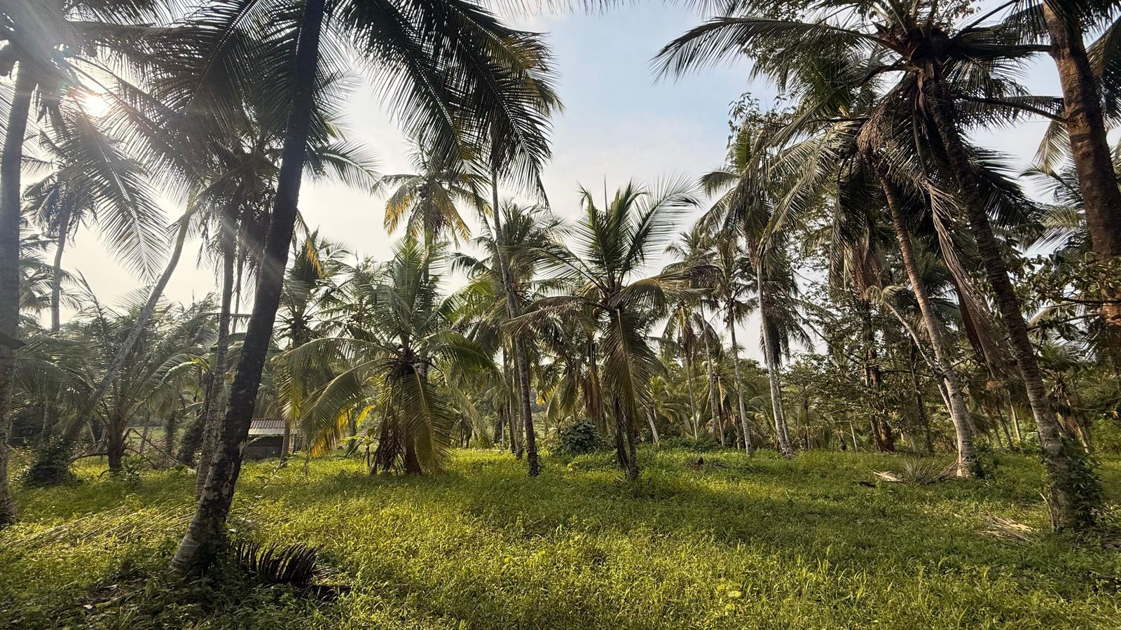 Land for Sale in Radawana
