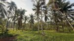 Land for Sale in Radawana