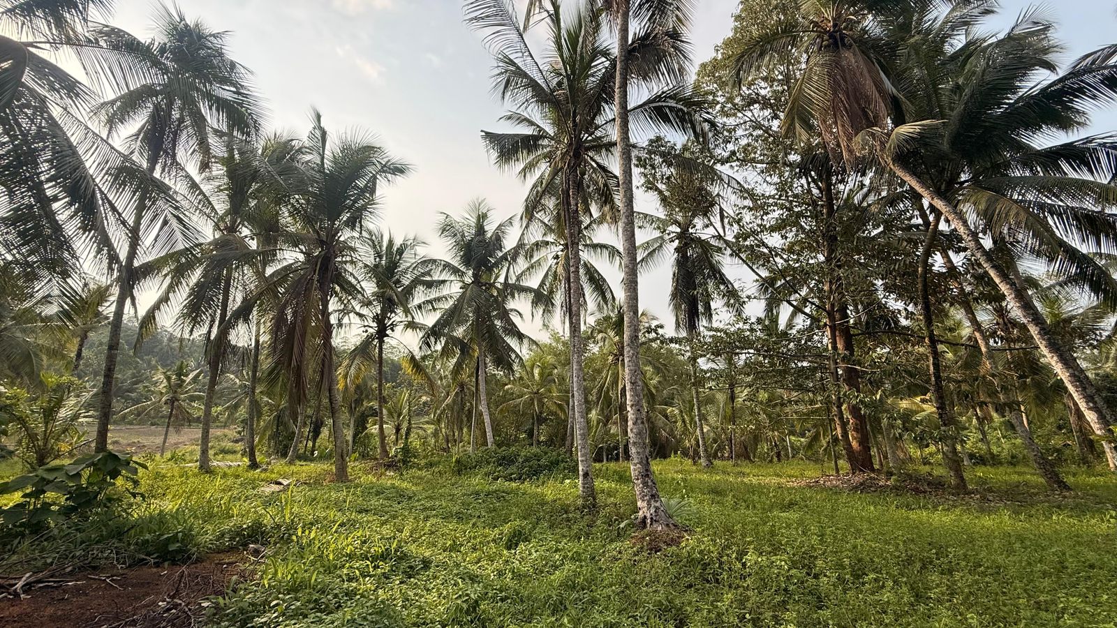 Land for Sale in Radawana