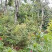 Land for Sale Pelliwinna