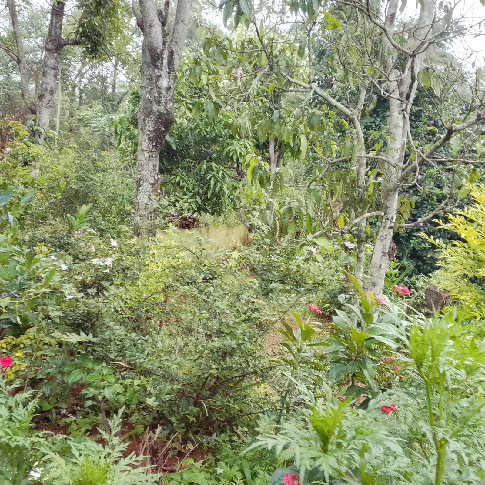 Land for Sale Pelliwinna