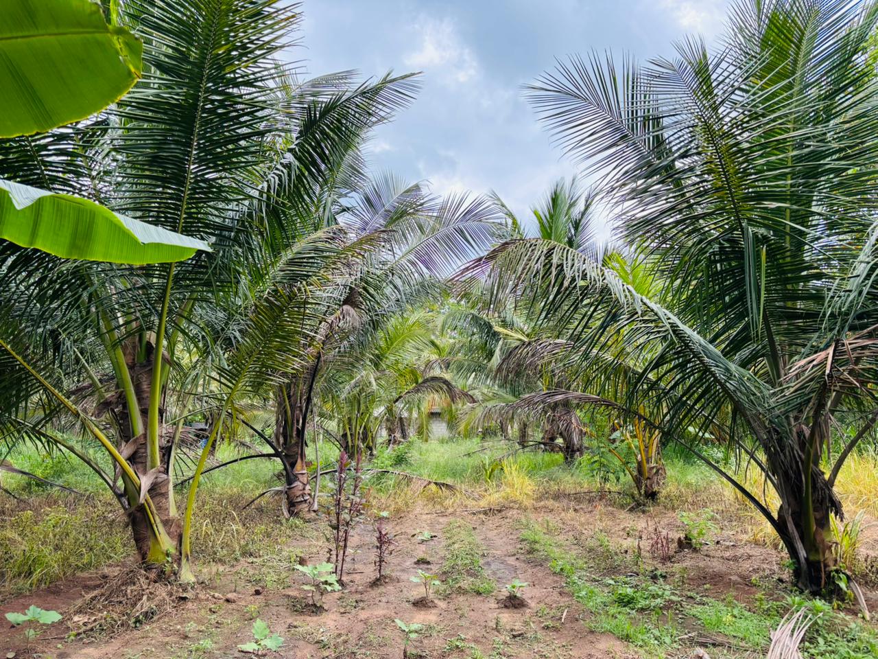 නිවසක් සහිත පොල් ඉඩම විකිණීමට පඩිකාරමඩුව