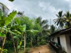 නිවසක් සහිත පොල් ඉඩම විකිණීමට පඩිකාරමඩුව