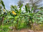 නිවසක් සහිත පොල් ඉඩම විකිණීමට පඩිකාරමඩුව