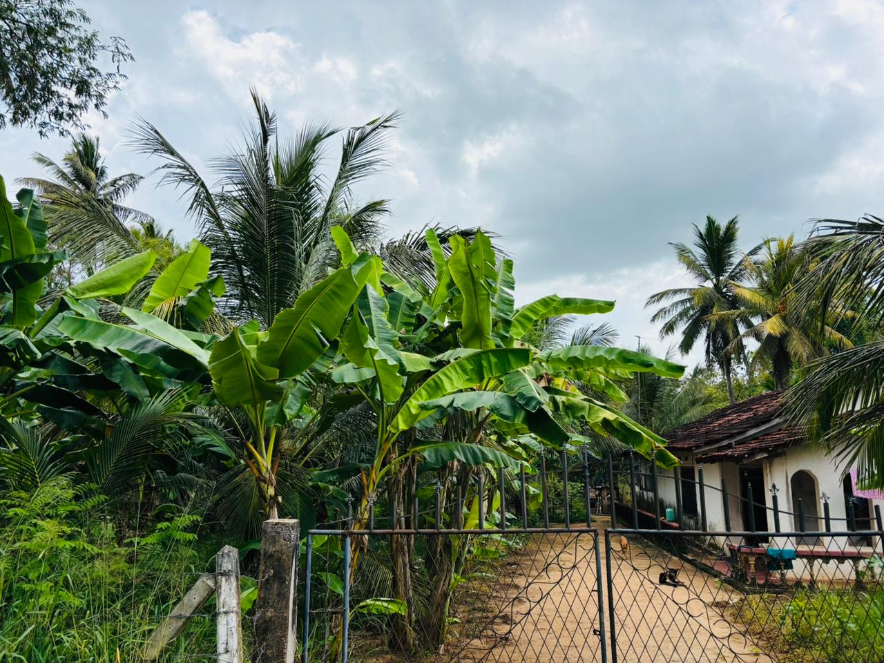 නිවසක් සහිත පොල් ඉඩම විකිණීමට පඩිකාරමඩුව