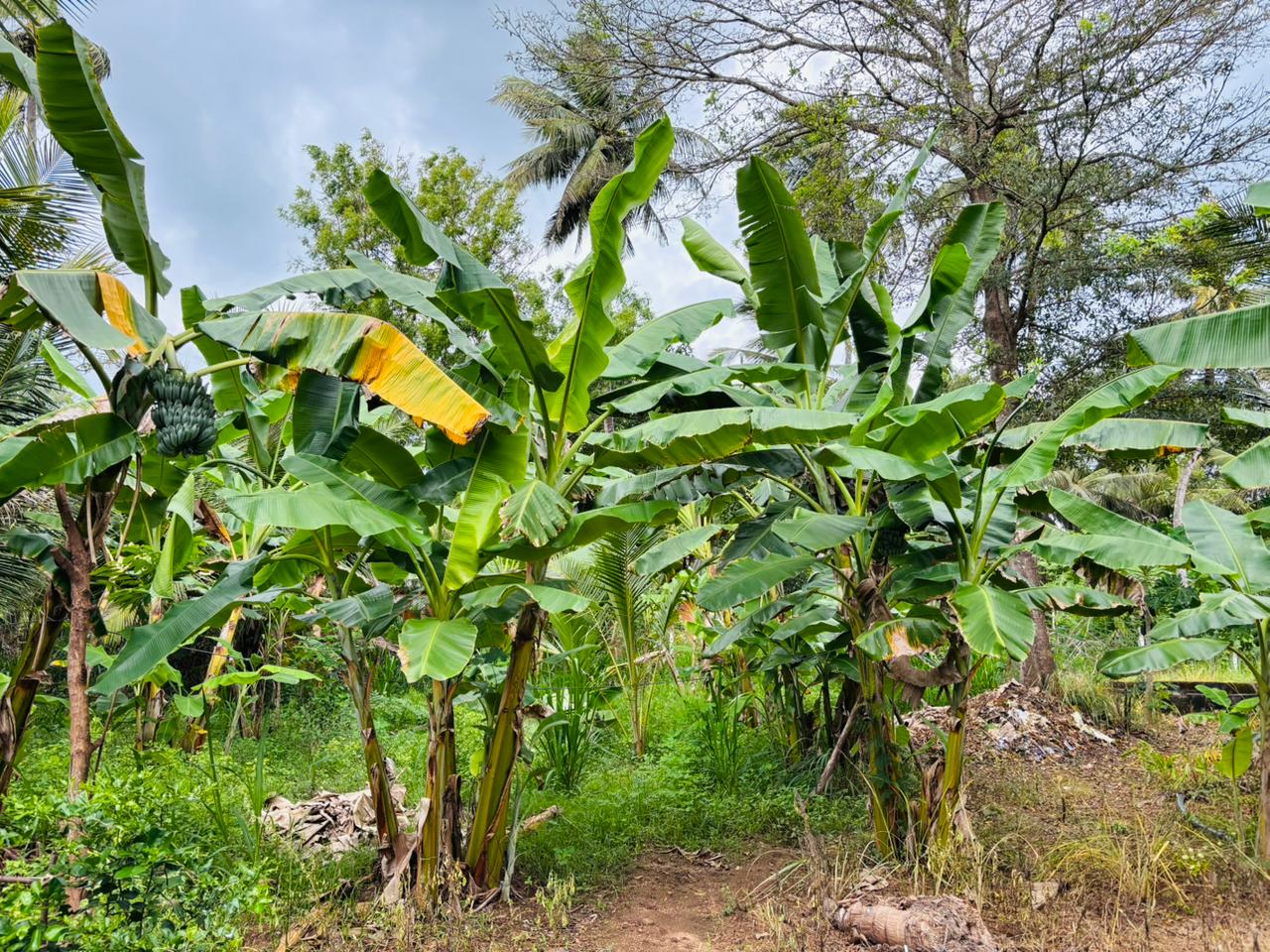 නිවසක් සහිත පොල් ඉඩම විකිණීමට පඩිකාරමඩුව