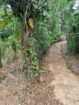 බලන්ගොඩ ඇල්ලේපොල පර්චස් 50 ක ඉඩමක් විකිණීමට