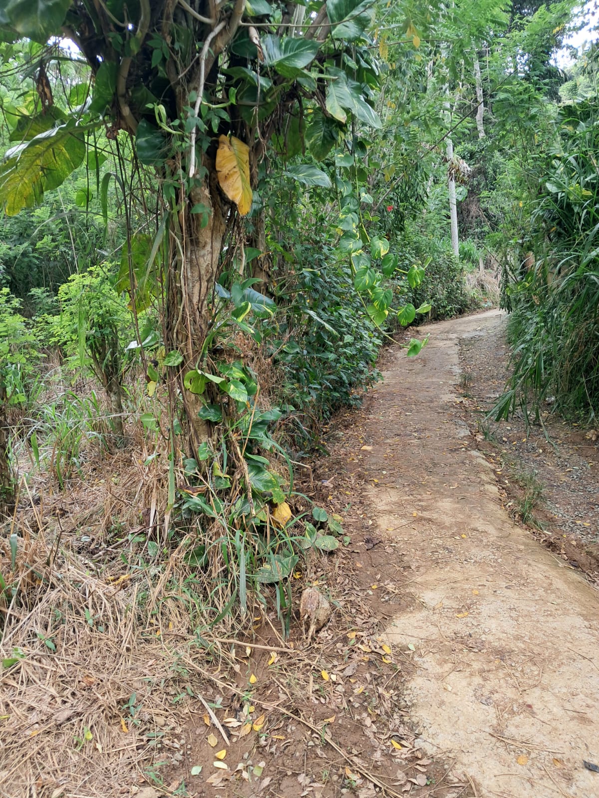 බලන්ගොඩ ඇල්ලේපොල පර්චස් 50 ක ඉඩමක් විකිණීමට