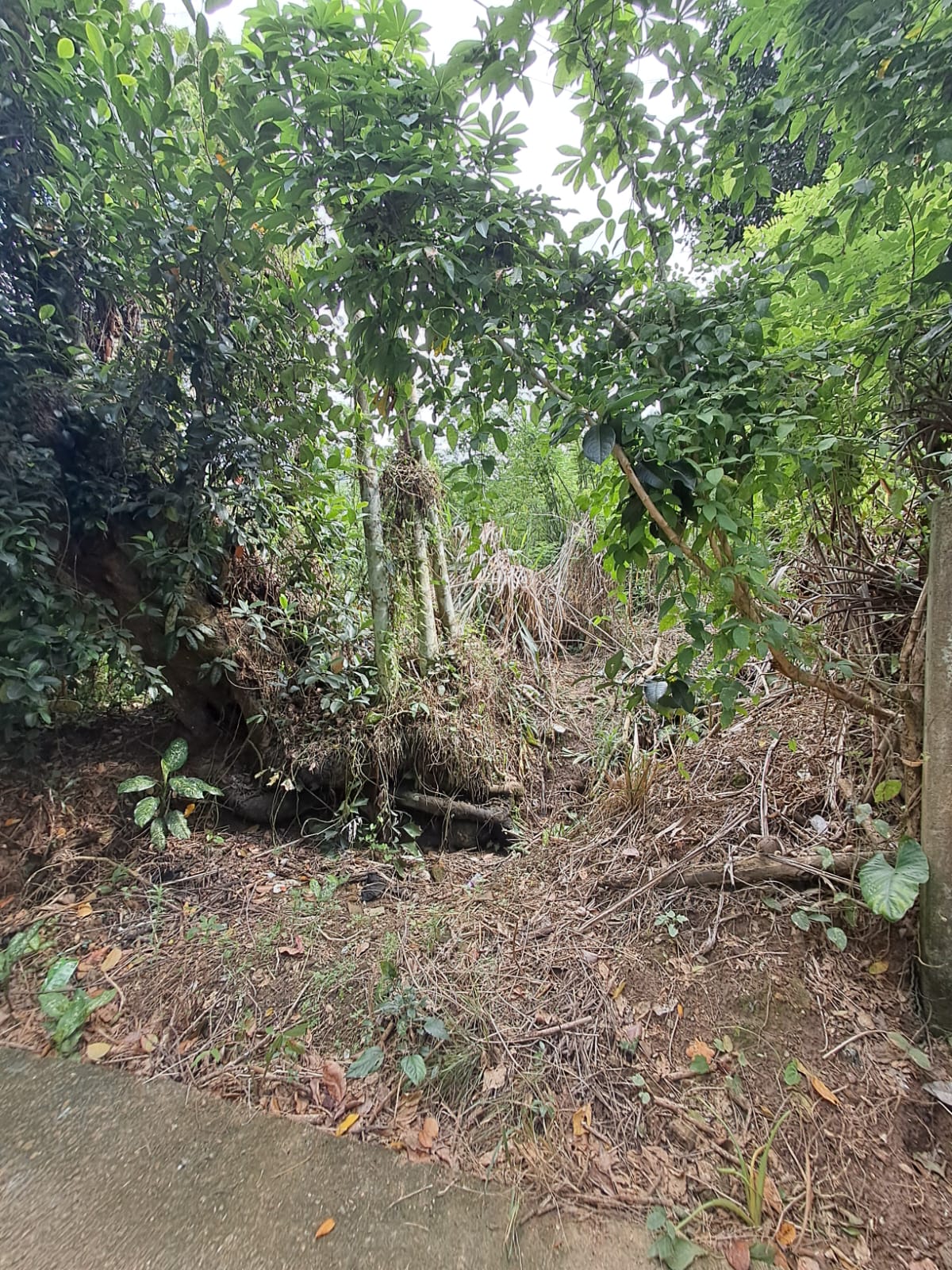 බලන්ගොඩ ඇල්ලේපොල පර්චස් 50 ක ඉඩමක් විකිණීමට