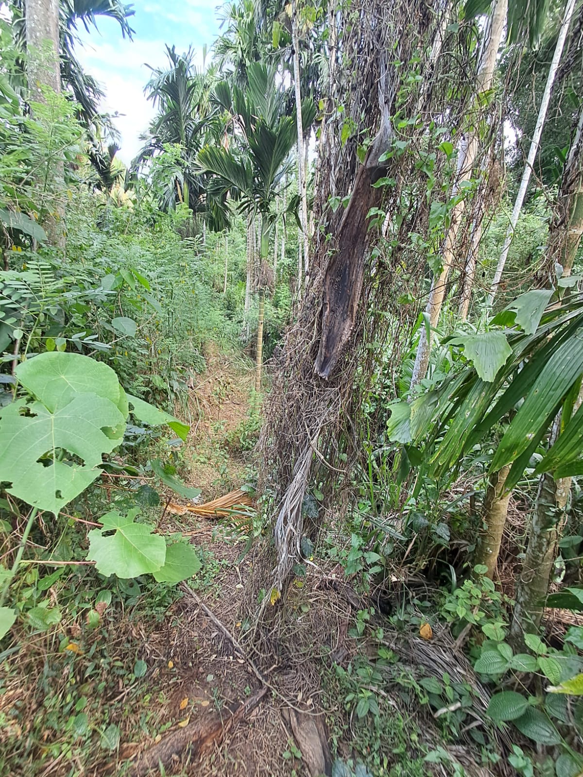 බලන්ගොඩ ඇල්ලේපොල පර්චස් 50 ක ඉඩමක් විකිණීමට