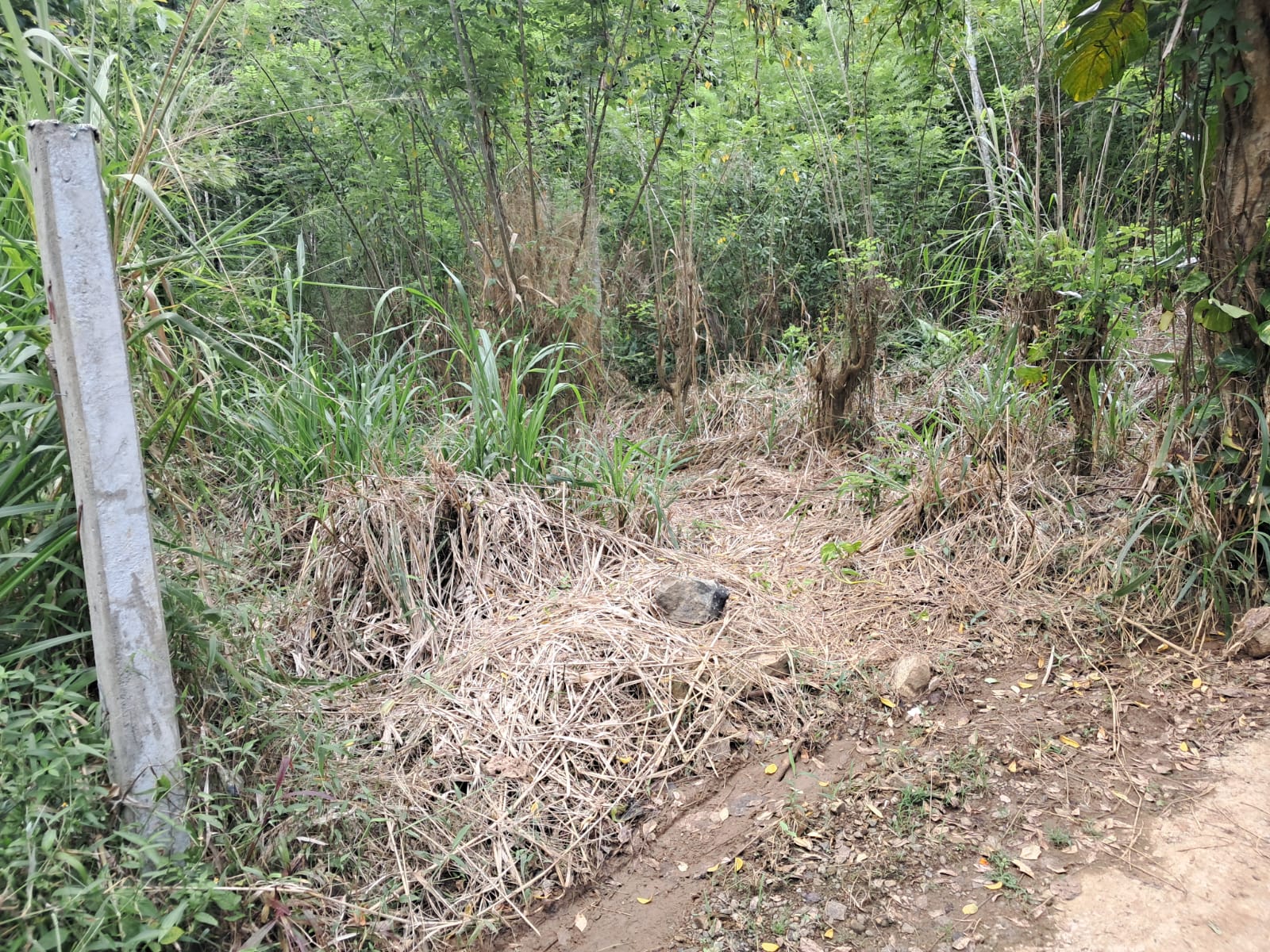 බලන්ගොඩ ඇල්ලේපොල පර්චස් 50 ක ඉඩමක් විකිණීමට